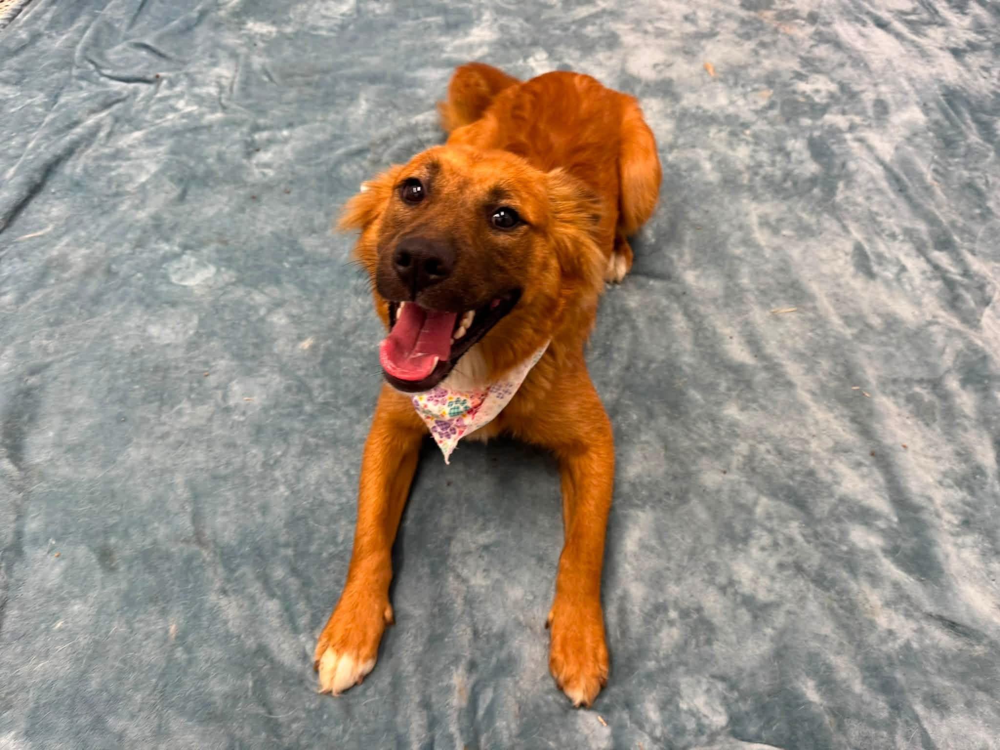 Priscilla, adopted, Young Female Retriever & Mixed Breed.