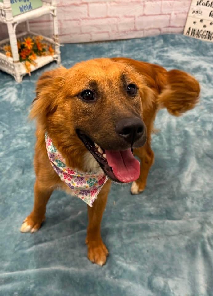 Priscilla, an adopted mixed breed in Oxford, MI image 4/4