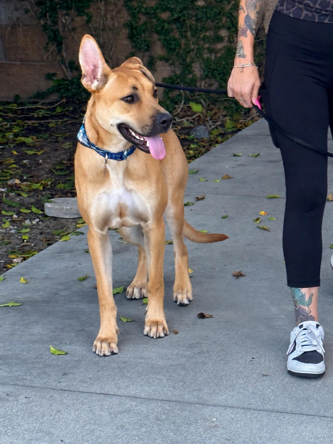 Enlarge Andy-ADOPT Me, a Adoptable mixed breed in Redondo Beach, CA image 3/5