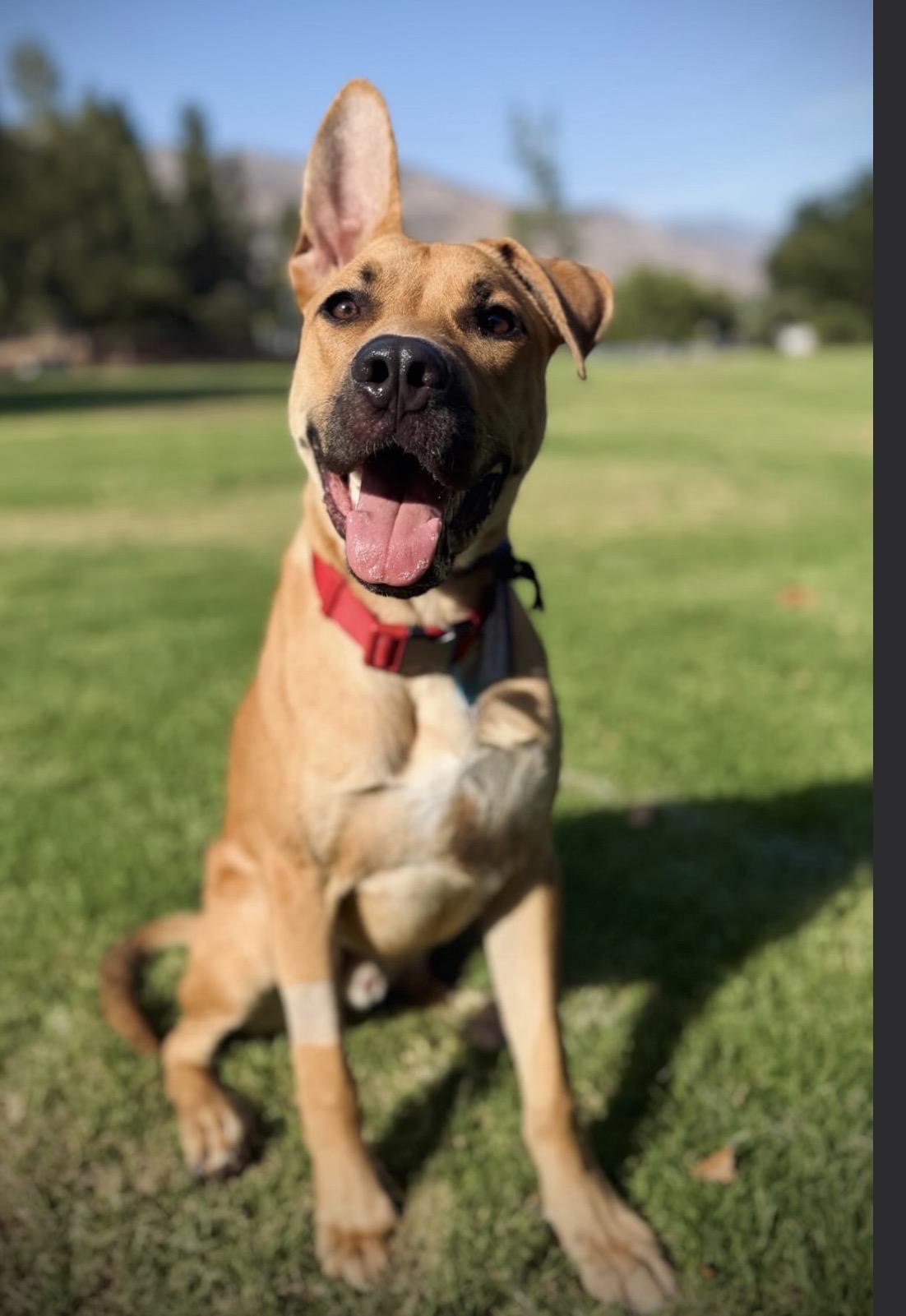 Andy-ADOPT Me, ADOPTABLE, Young Male German Shepherd Dog & American Staffordshire Terrier.