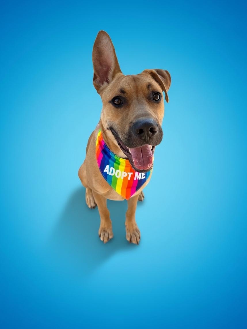 Enlarge Andy-ADOPT Me, a ADOPTABLE mixed breed in Redondo Beach, CA image 5/6