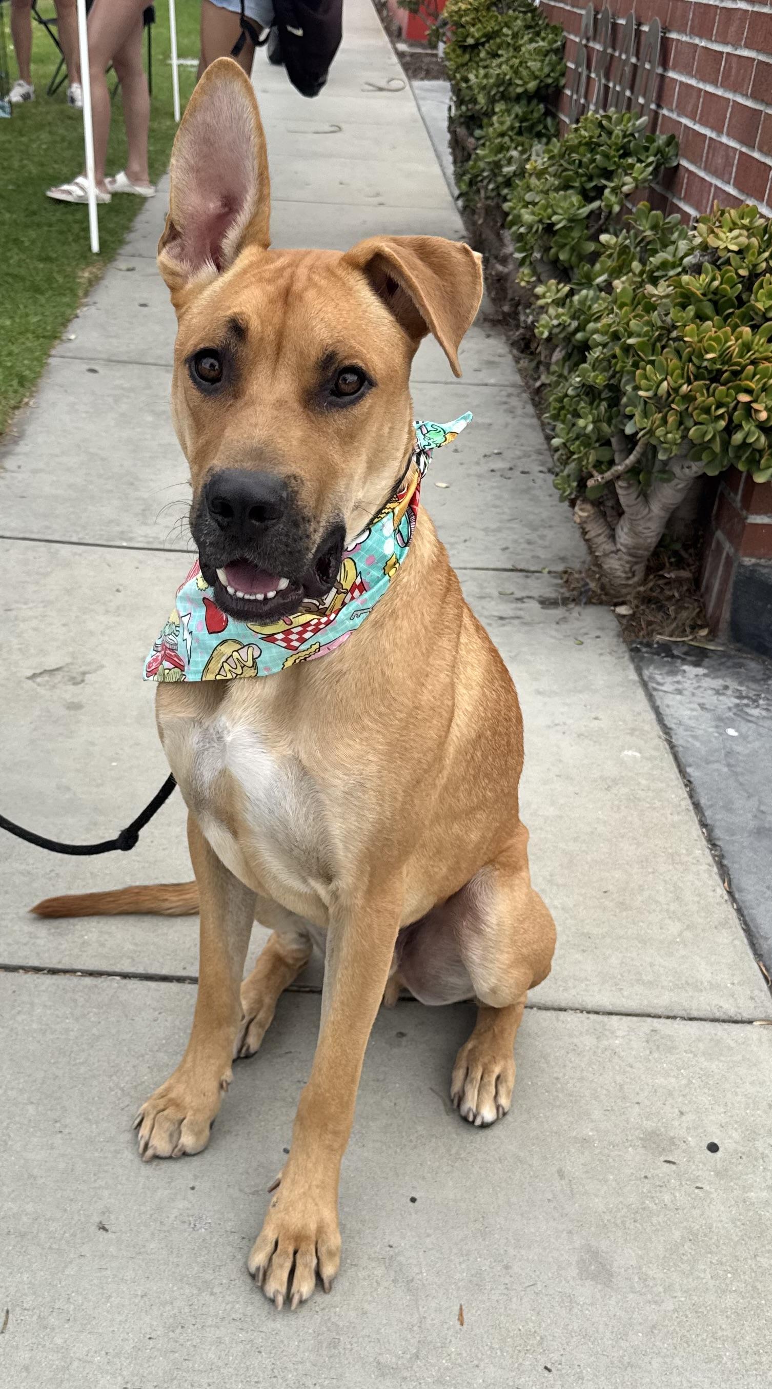 Enlarge Andy-ADOPT Me, a Adoptable mixed breed in Redondo Beach, CA image 2/5