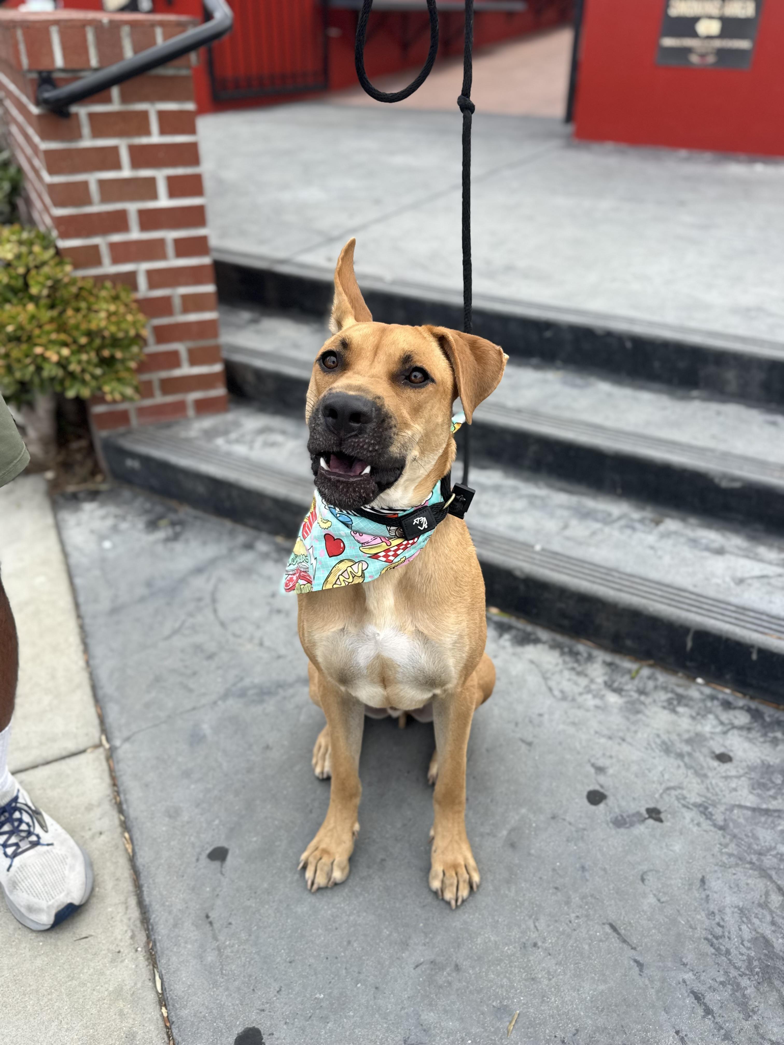 Enlarge Andy-ADOPT Me, a Adoptable mixed breed in Redondo Beach, CA image 5/5