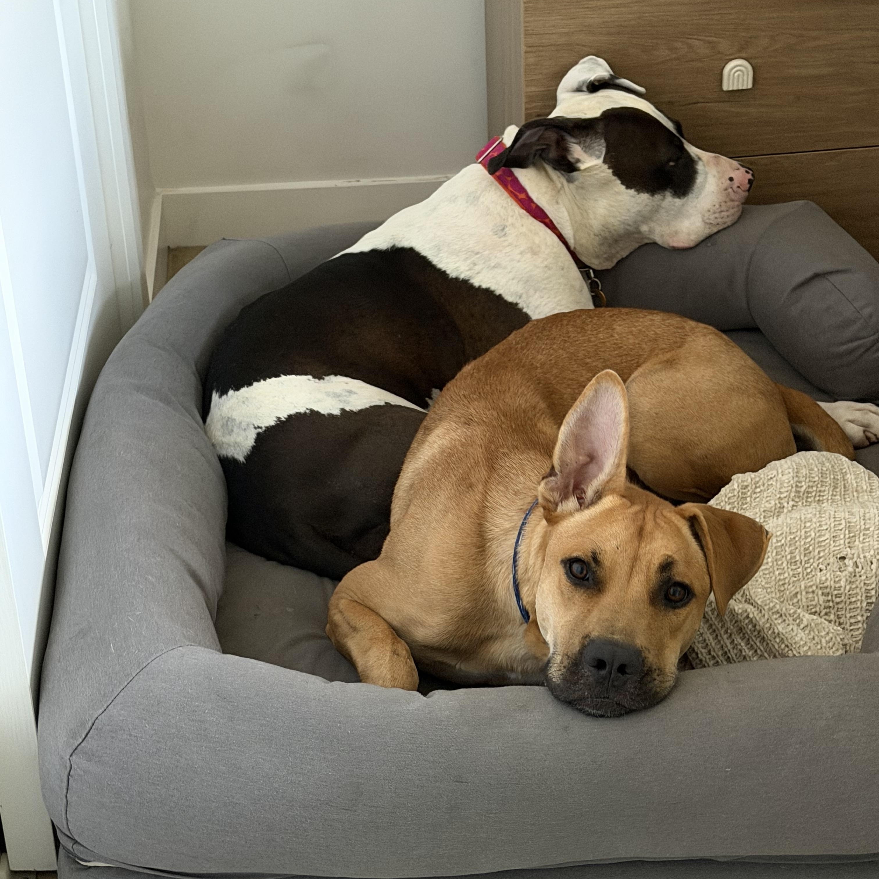 Enlarge Andy-ADOPT Me, a Adoptable mixed breed in Redondo Beach, CA image 4/5