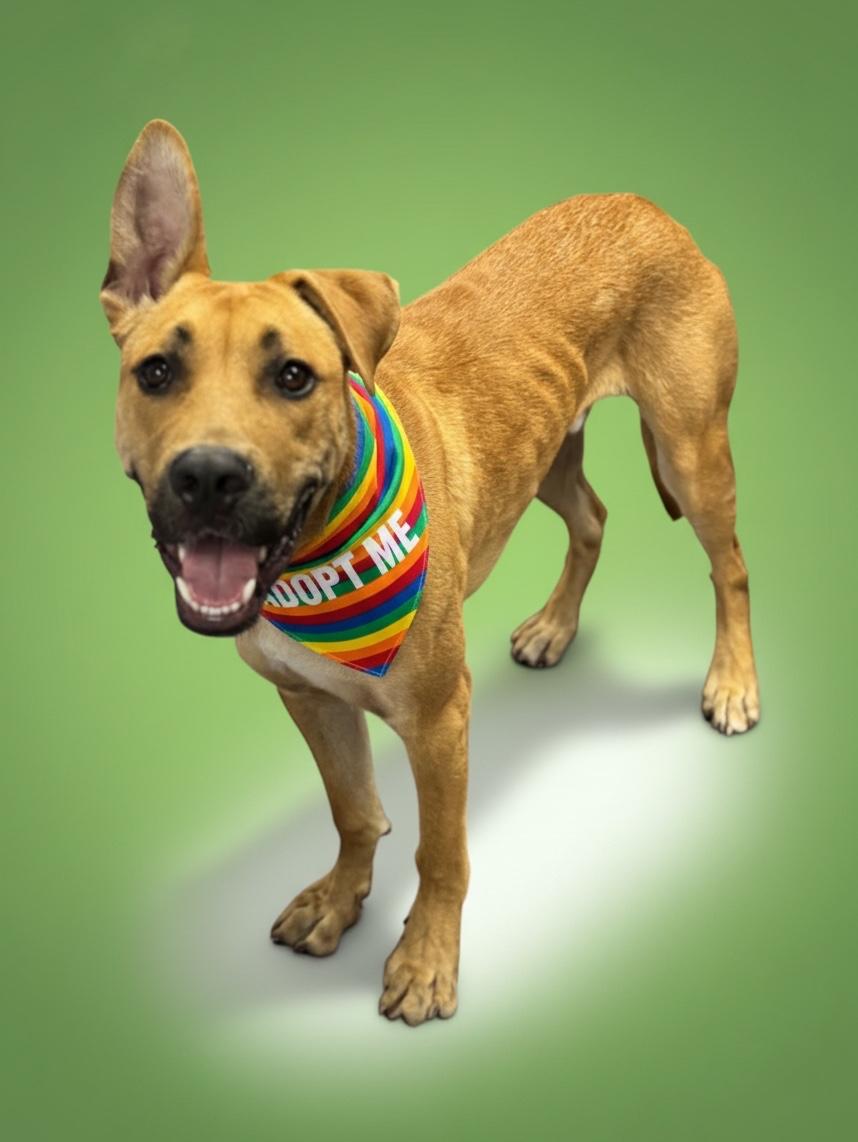 Enlarge Andy-ADOPT Me, a ADOPTABLE mixed breed in Redondo Beach, CA image 6/6