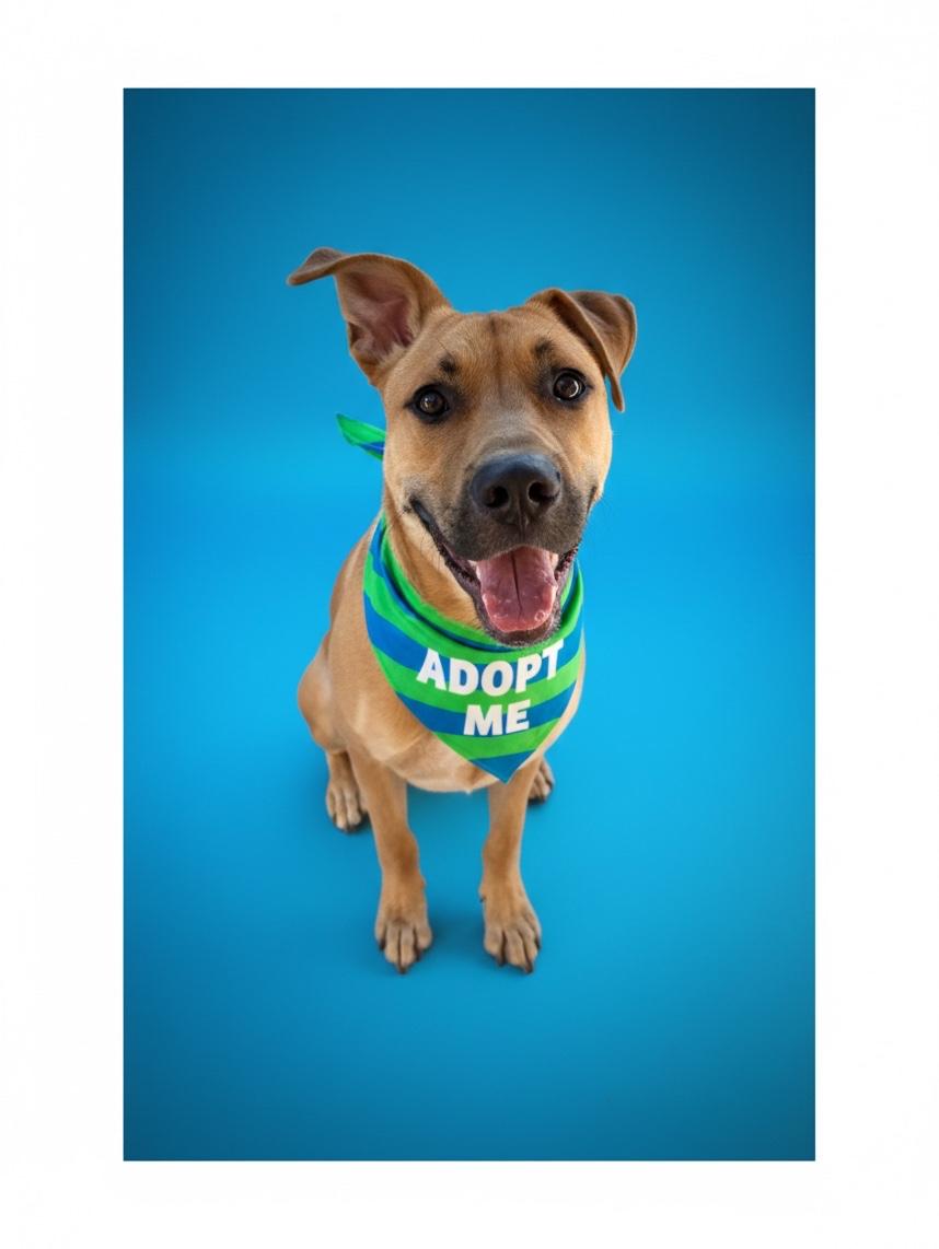 Enlarge Andy-ADOPT Me, a ADOPTABLE mixed breed in Redondo Beach, CA image 3/6