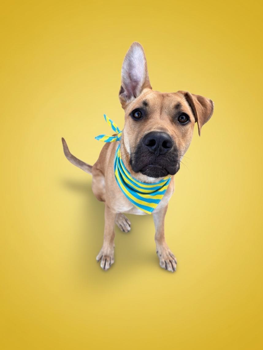 Enlarge Andy-ADOPT Me, a ADOPTABLE mixed breed in Redondo Beach, CA image 4/6