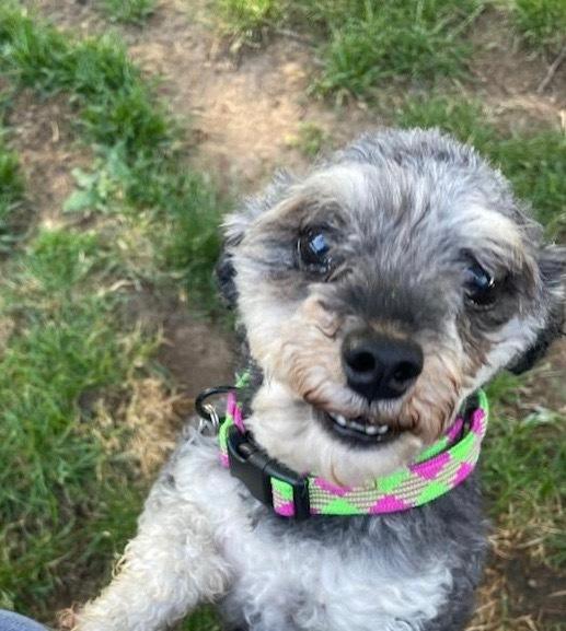 Enlarge Bozeman, a Adopted Poodle in Syracuse, NY image 1/4