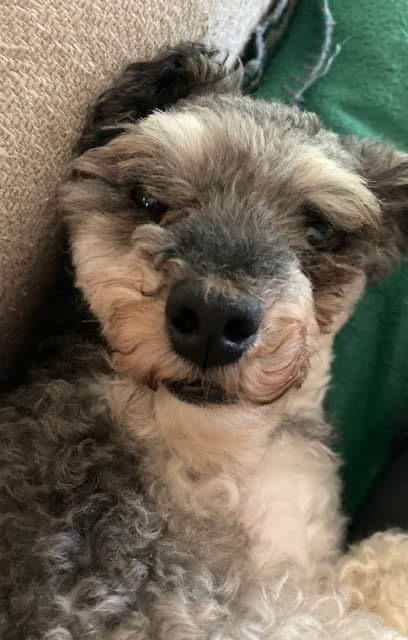 Enlarge Bozeman, a Adopted Poodle in Syracuse, NY image 2/4