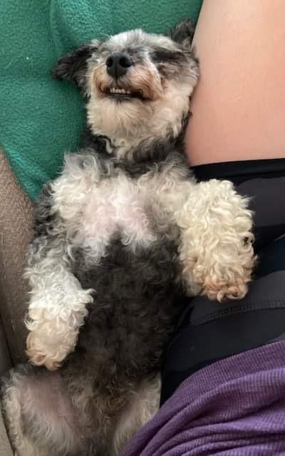 Enlarge Bozeman, a Adopted Poodle in Syracuse, NY image 3/4