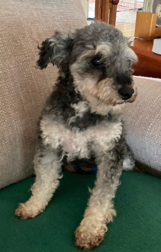 Enlarge Bozeman, a Adopted Poodle in Syracuse, NY image 4/4