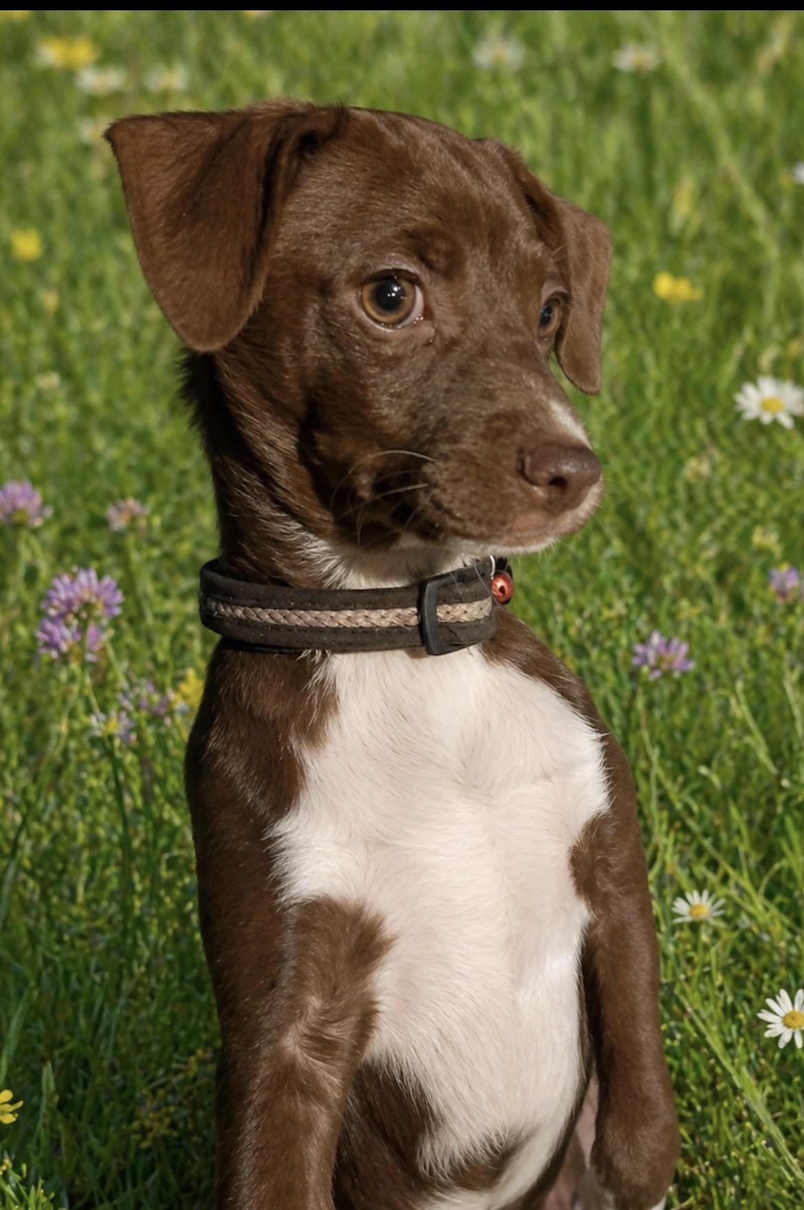 Enlarge Ren- coming soon, a ADOPTABLE mixed breed in Scottsdale, AZ image 4/4