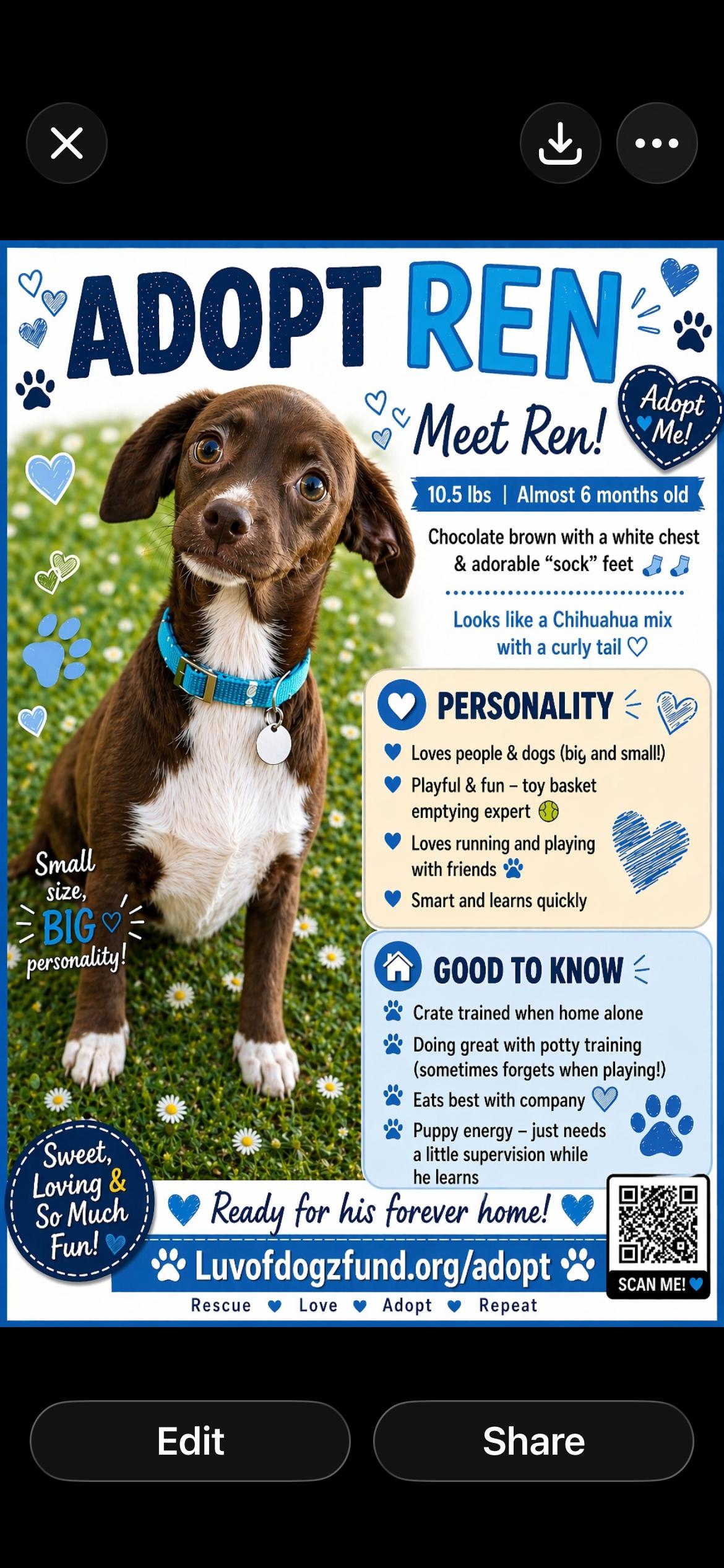 Enlarge Ren- coming soon, a ADOPTABLE mixed breed in Scottsdale, AZ image 2/4