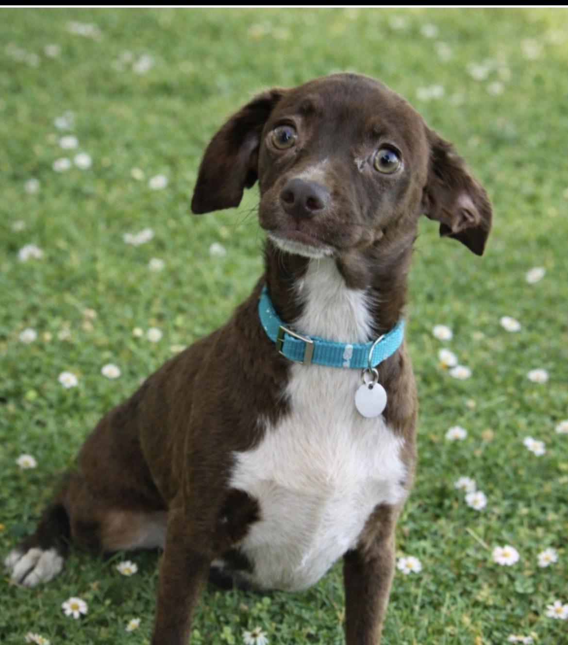 Ren- coming soon, ADOPTABLE, Puppy Male Chihuahua & Pug.