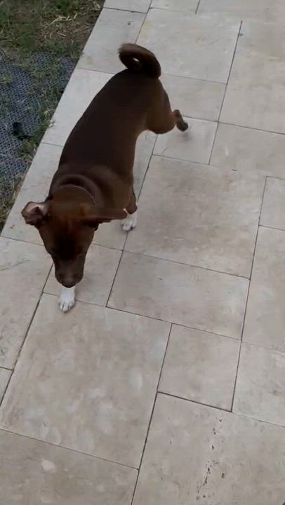 Enlarge Ren- coming soon, a ADOPTABLE mixed breed in Scottsdale, AZ video 3/4