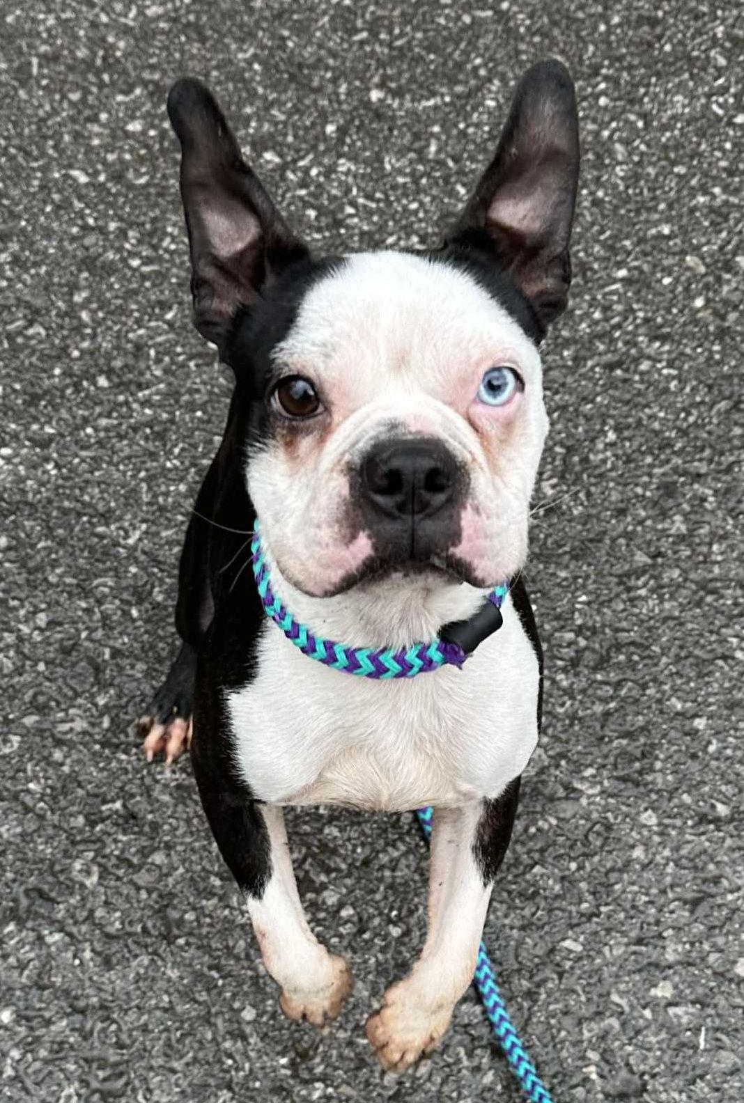 Enlarge Diogee, a Adopted Boston Terrier in Elkins, WV image 1/3