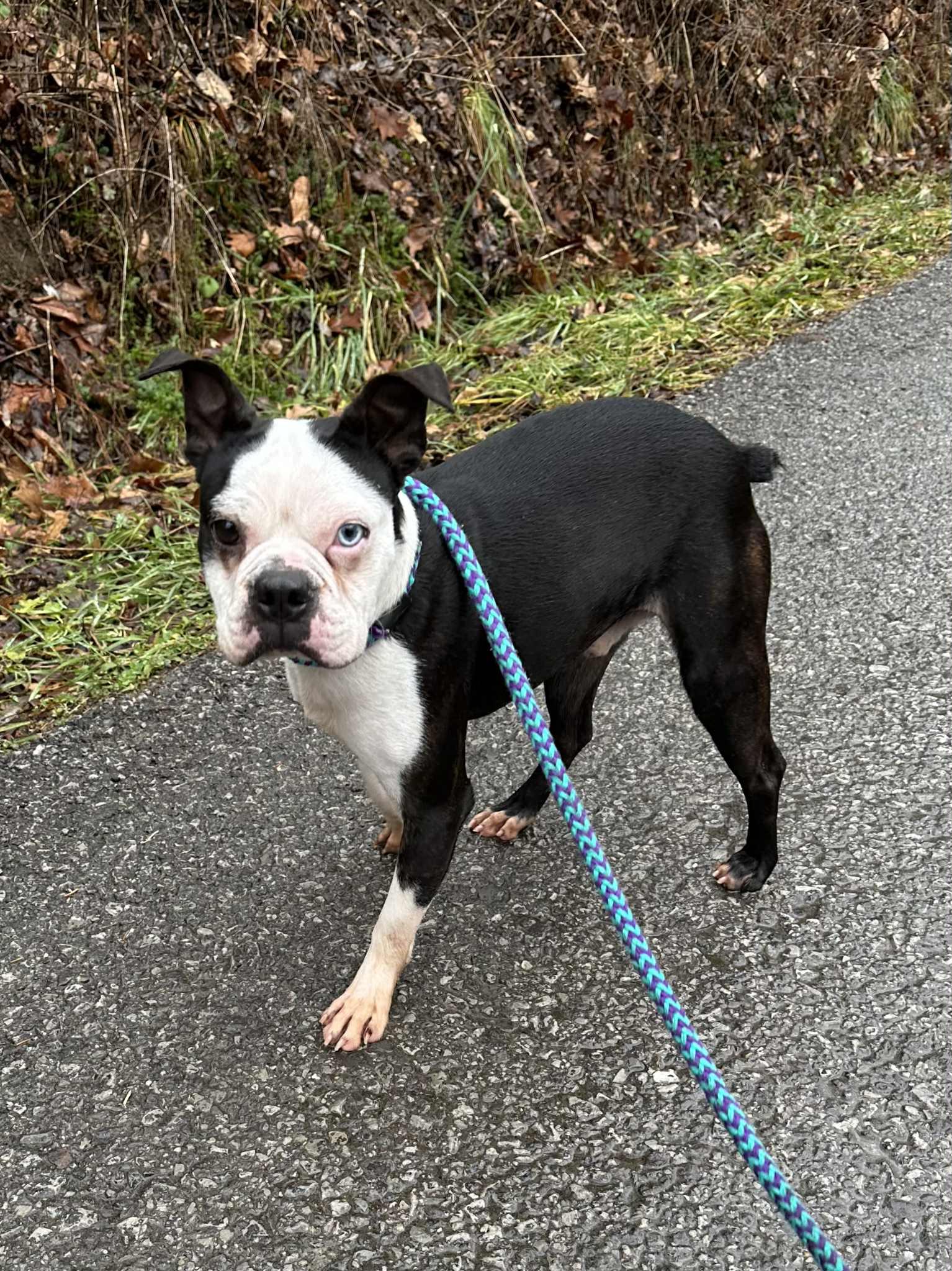 Enlarge Diogee, a Adopted Boston Terrier in Elkins, WV image 2/3