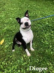 Diogee, Adoptable, Adult Male Boston Terrier.