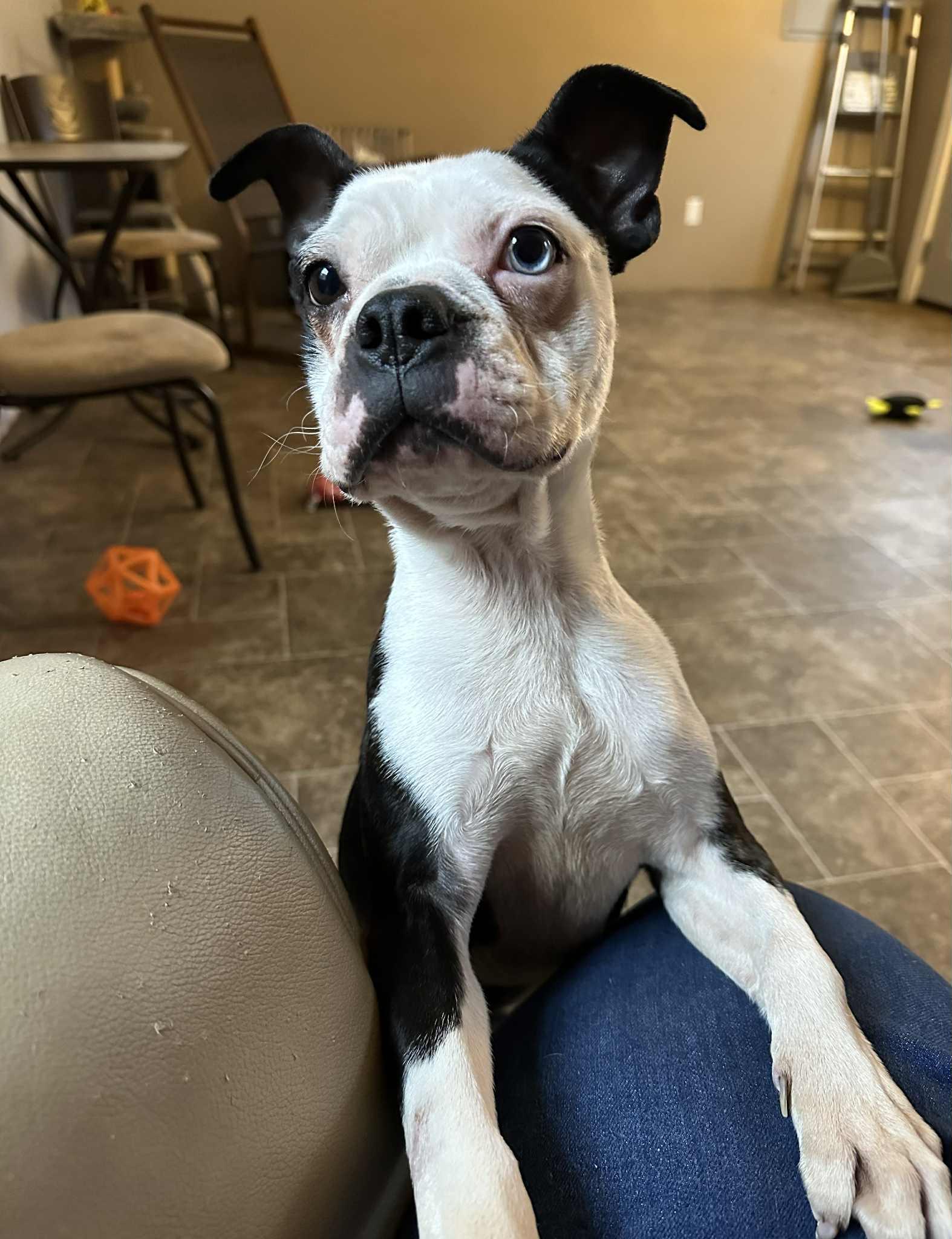 Enlarge Diogee, a Adopted Boston Terrier in Elkins, WV image 3/3