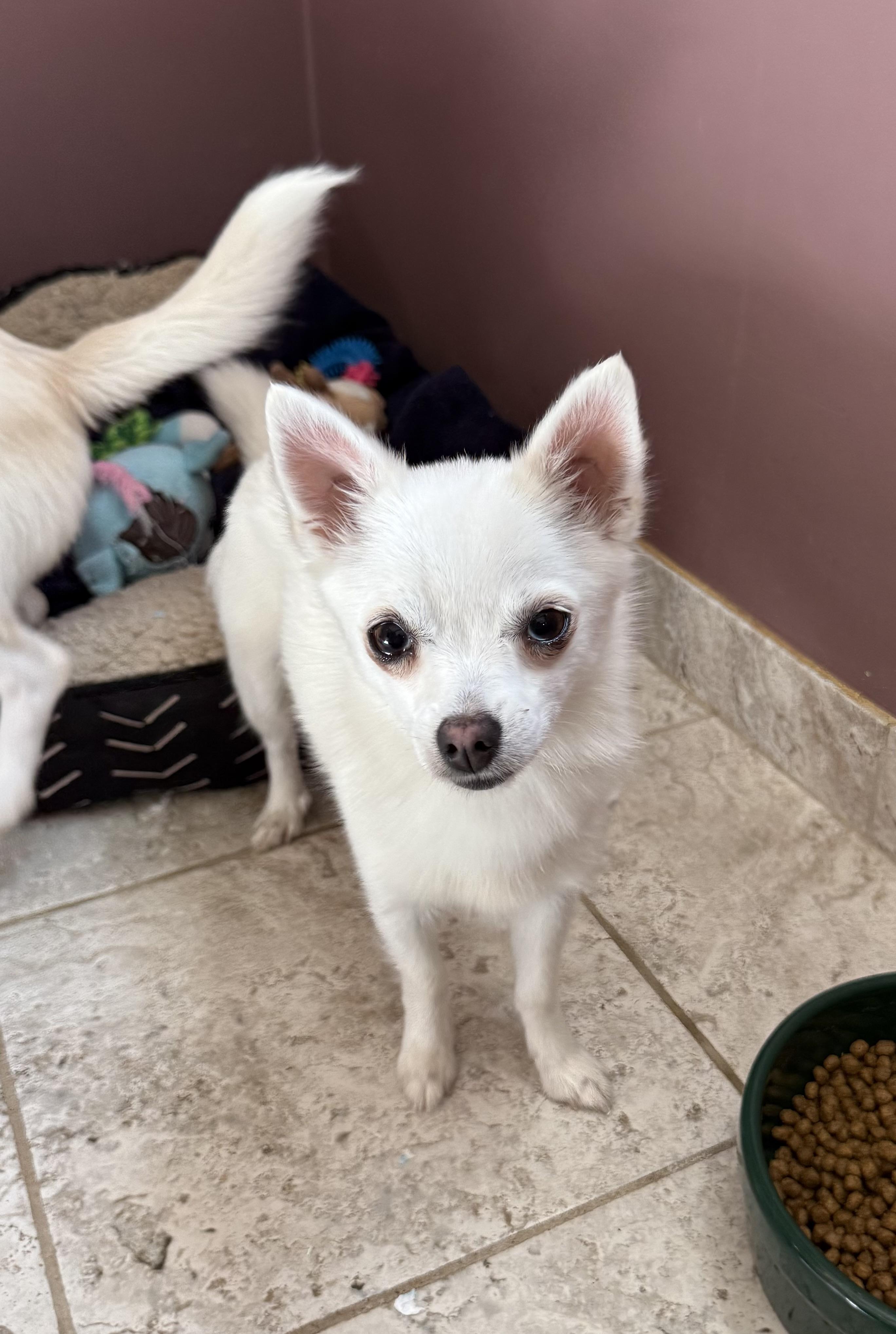 Sally, a Adoptable mixed breed in Kentwood, MI image 3/4