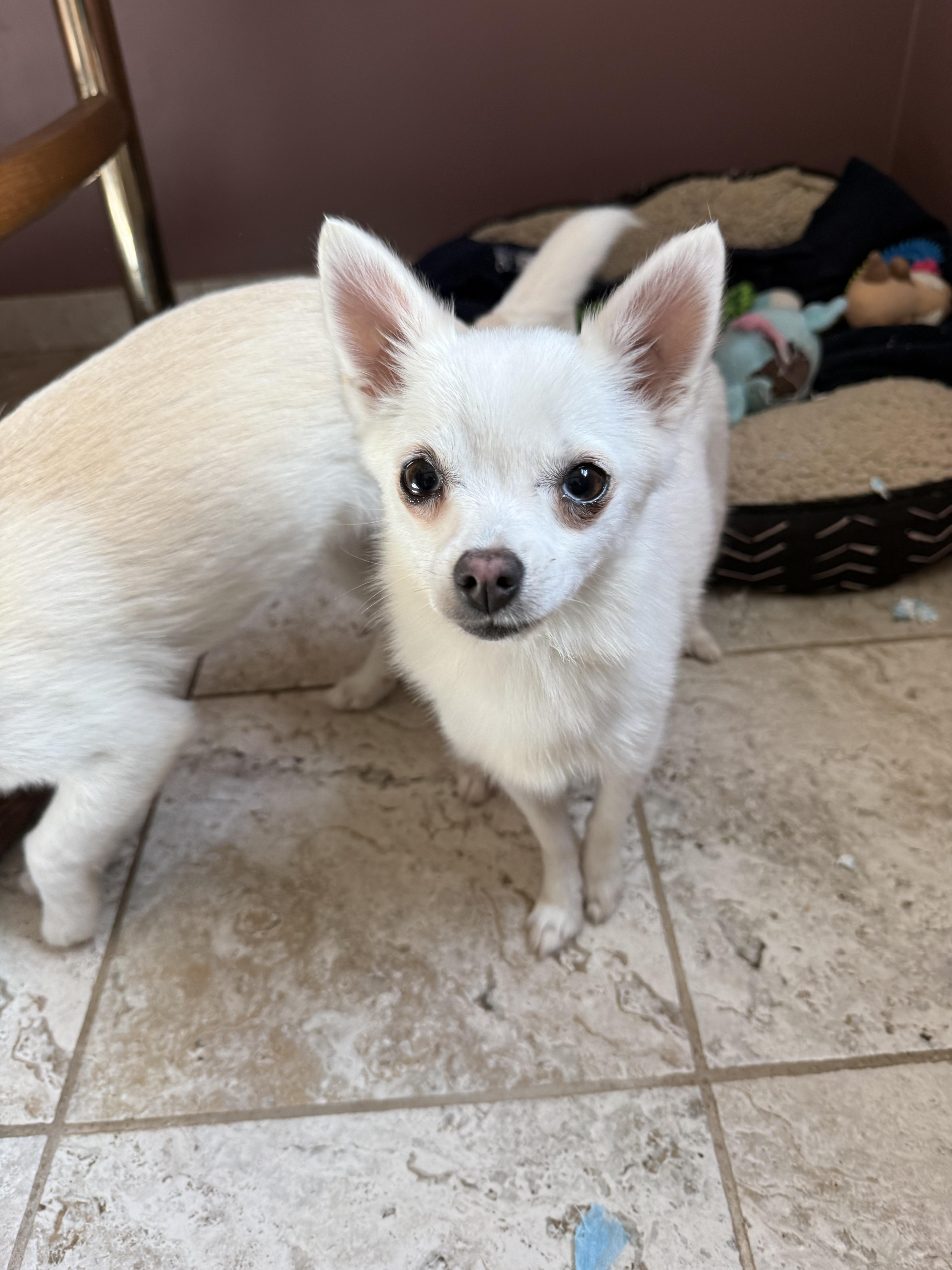 Sally, a Adoptable mixed breed in Kentwood, MI image 4/4