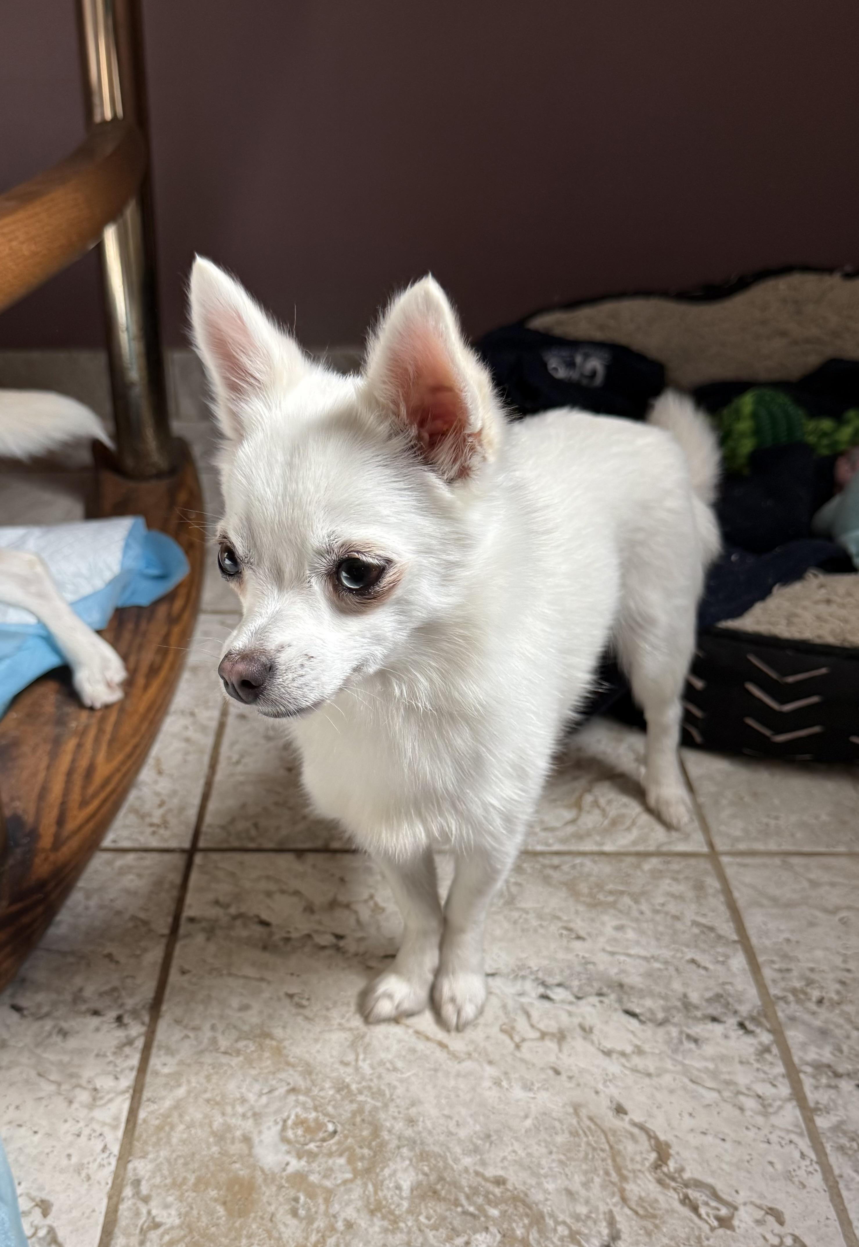 Sally, a Adoptable mixed breed in Kentwood, MI image 2/4