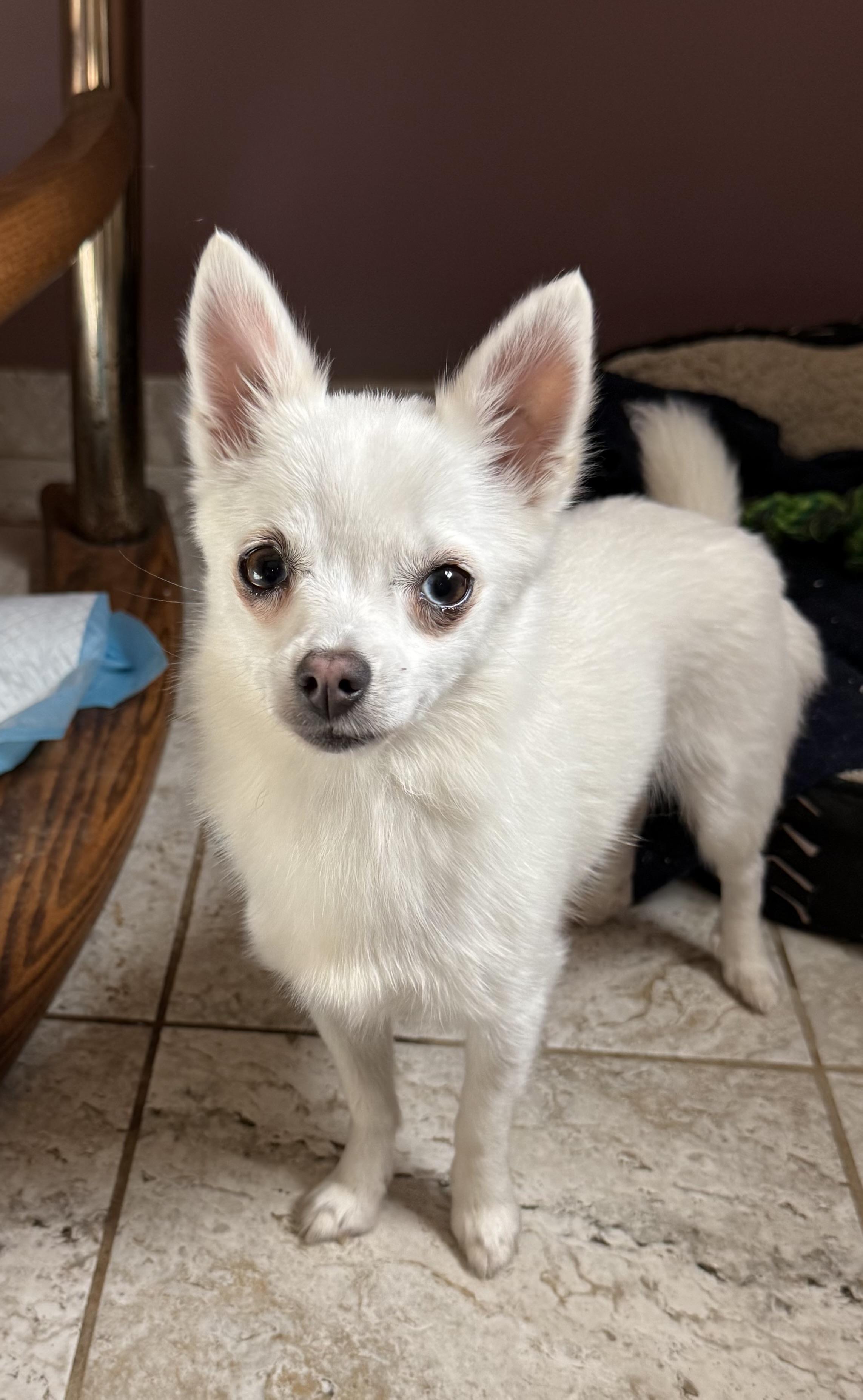 Sally, a Adoptable mixed breed in Kentwood, MI image 1/4
