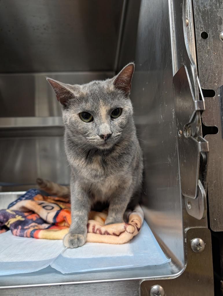 Enlarge Milkshake, a Adoptable mixed breed in Shelbyville, TN image 1/1