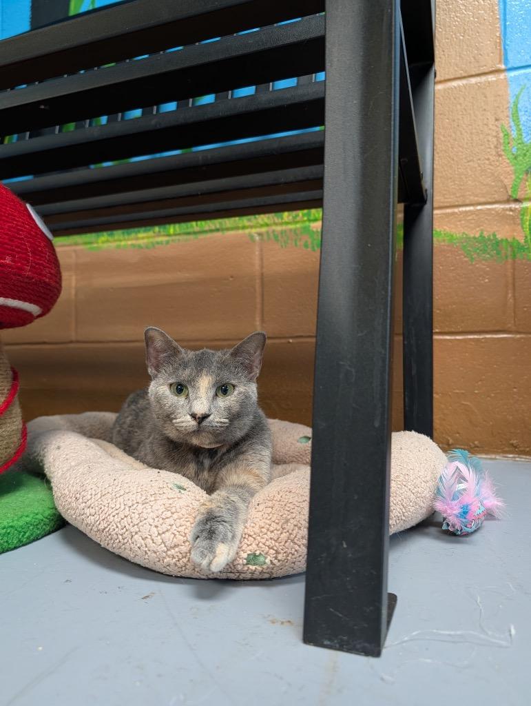 Milkshake, Adopted, Young Female Domestic Short Hair.