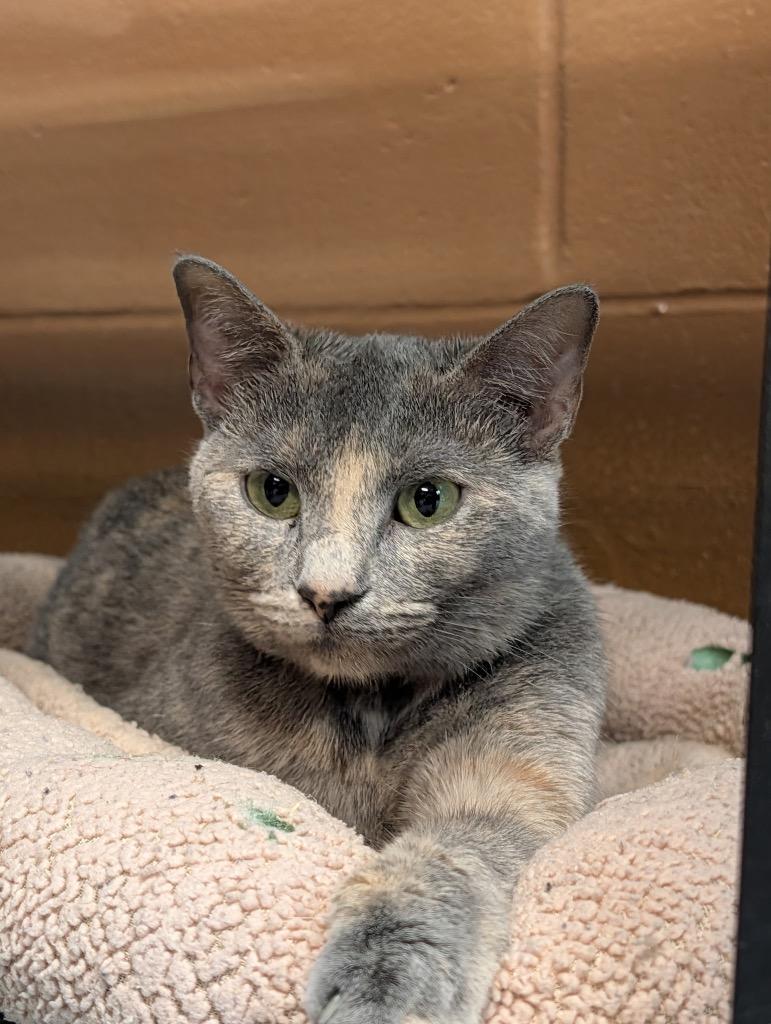 Enlarge Milkshake, a Adopted mixed breed in Shelbyville, TN image 2/2