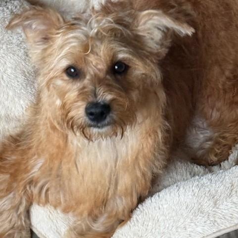 pickles, an adopted mixed breed in BRUNSWICK, ME image 2/6