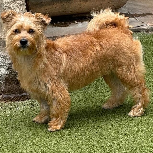 pickles, an adopted mixed breed in BRUNSWICK, ME image 5/6