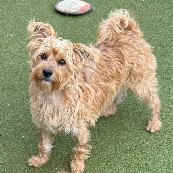 pickles, an adopted mixed breed in BRUNSWICK, ME image 3/6