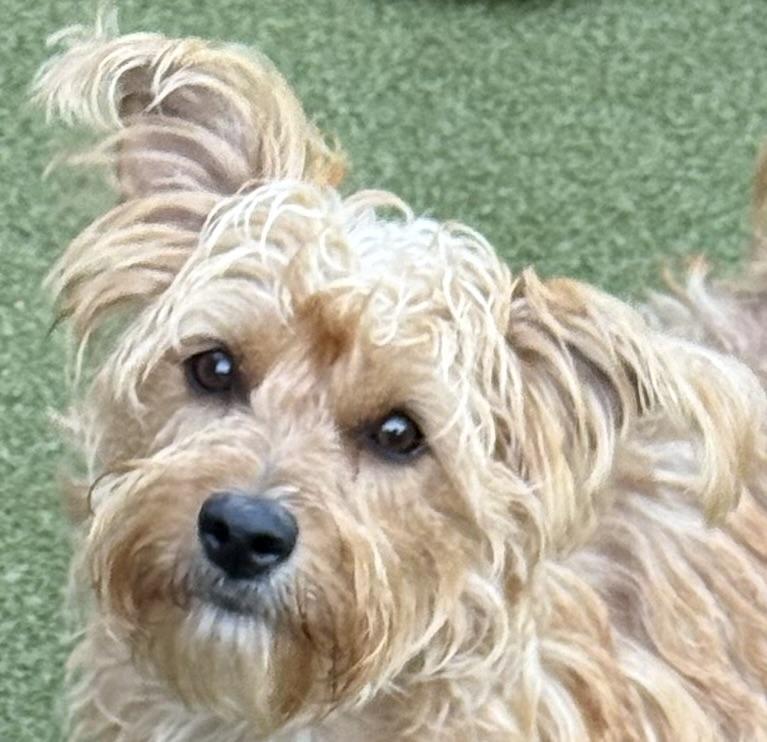 pickles, an adopted mixed breed in BRUNSWICK, ME image 4/6