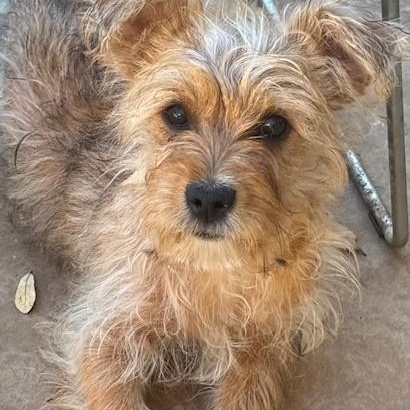 pickles, an adopted mixed breed in BRUNSWICK, ME image 1/6