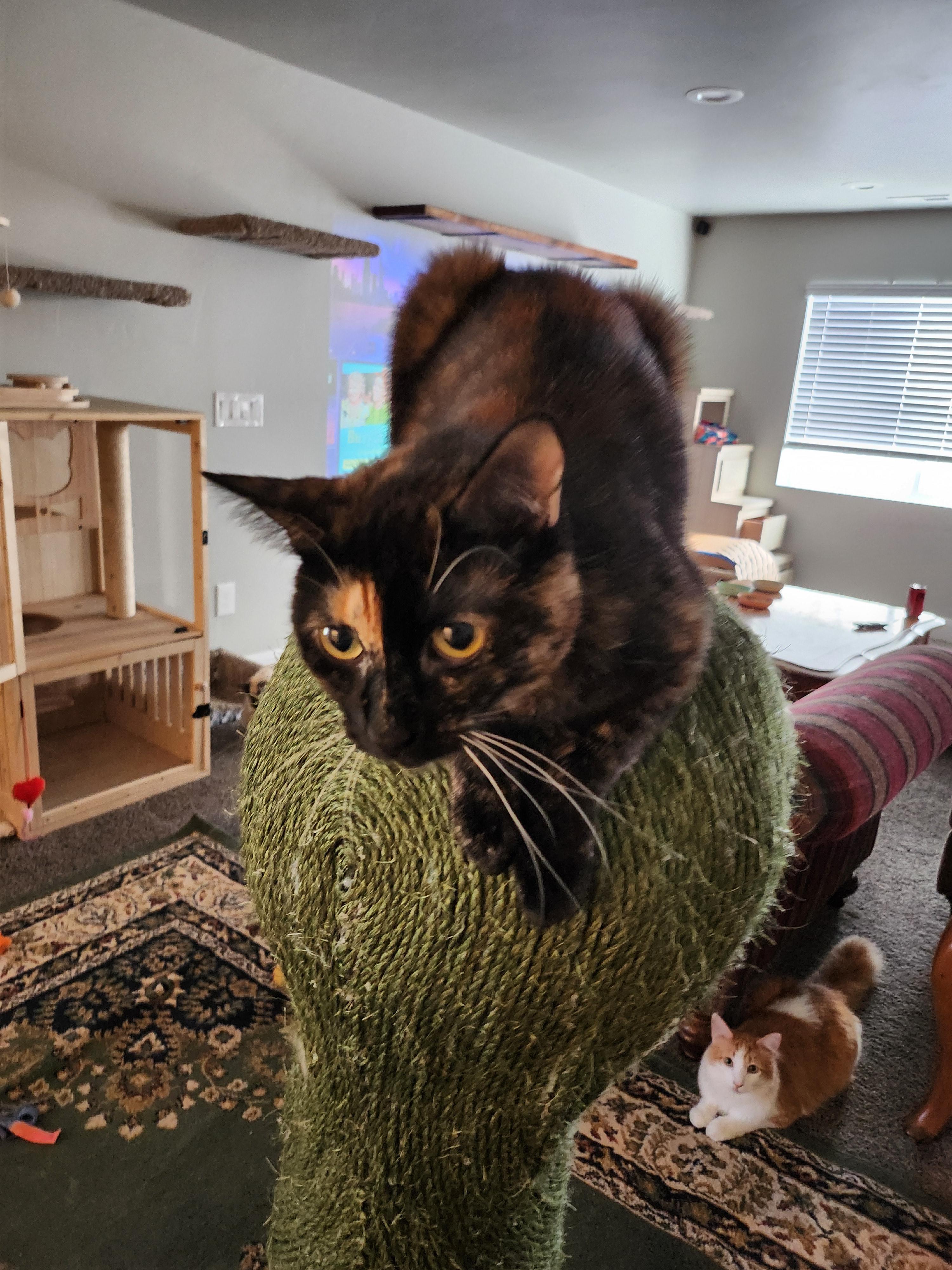 Sprout, a Adopted American Shorthair in North Ogden, UT image 2/6