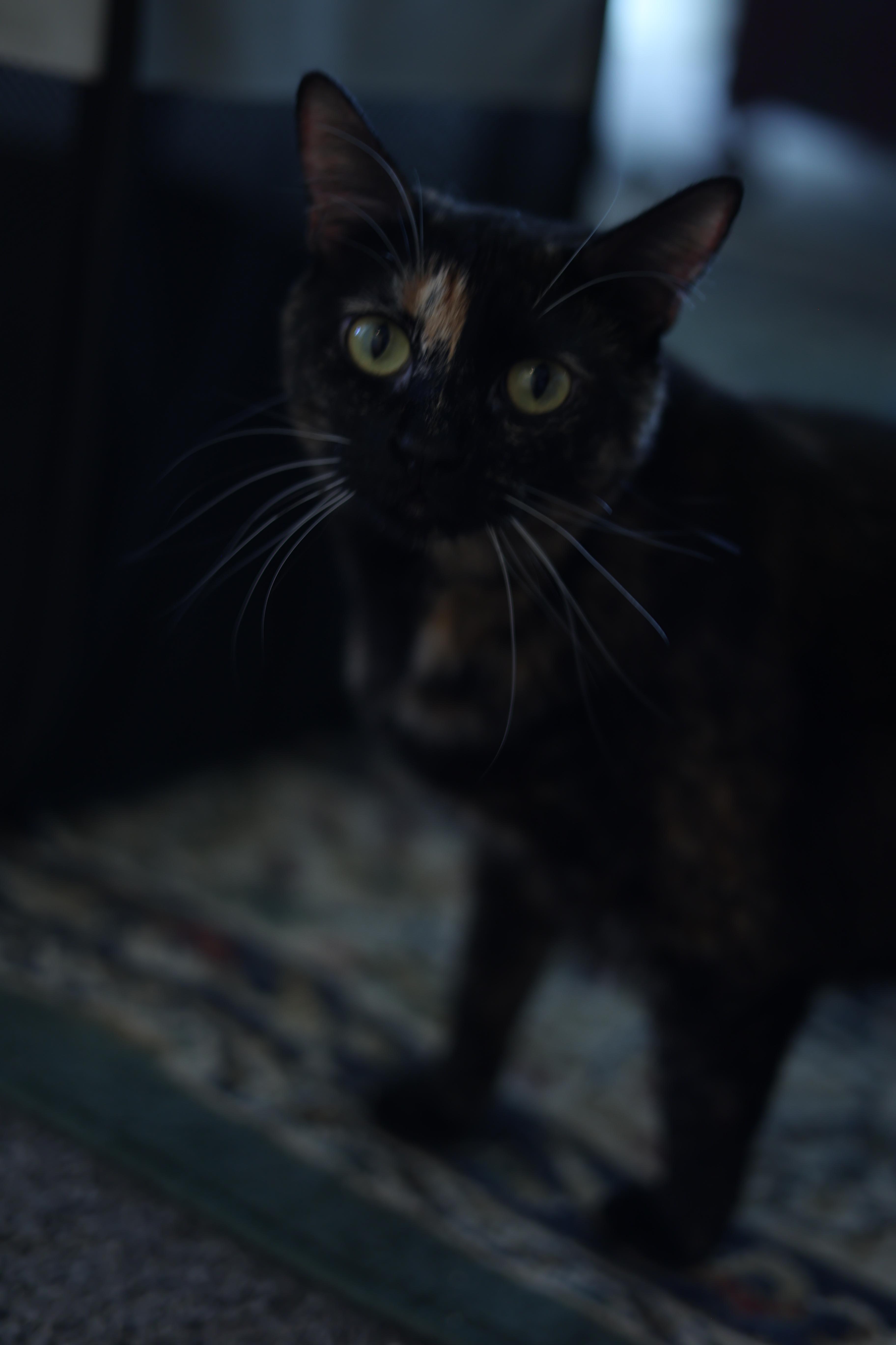 Sprout, a Adopted American Shorthair in North Ogden, UT image 3/6