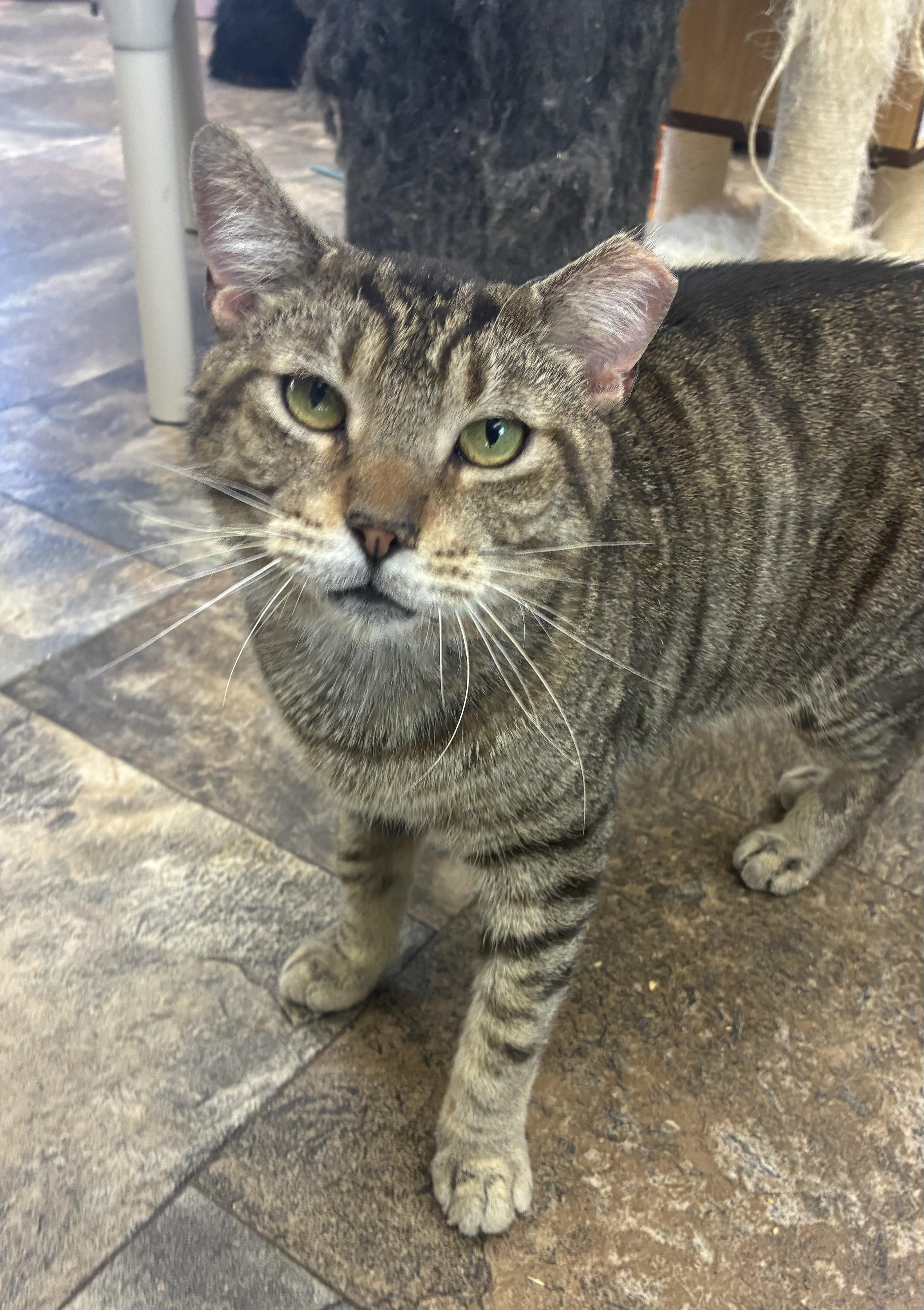 Mickey, a ADOPTABLE Domestic Short Hair in Breinigsville, PA image 2/3