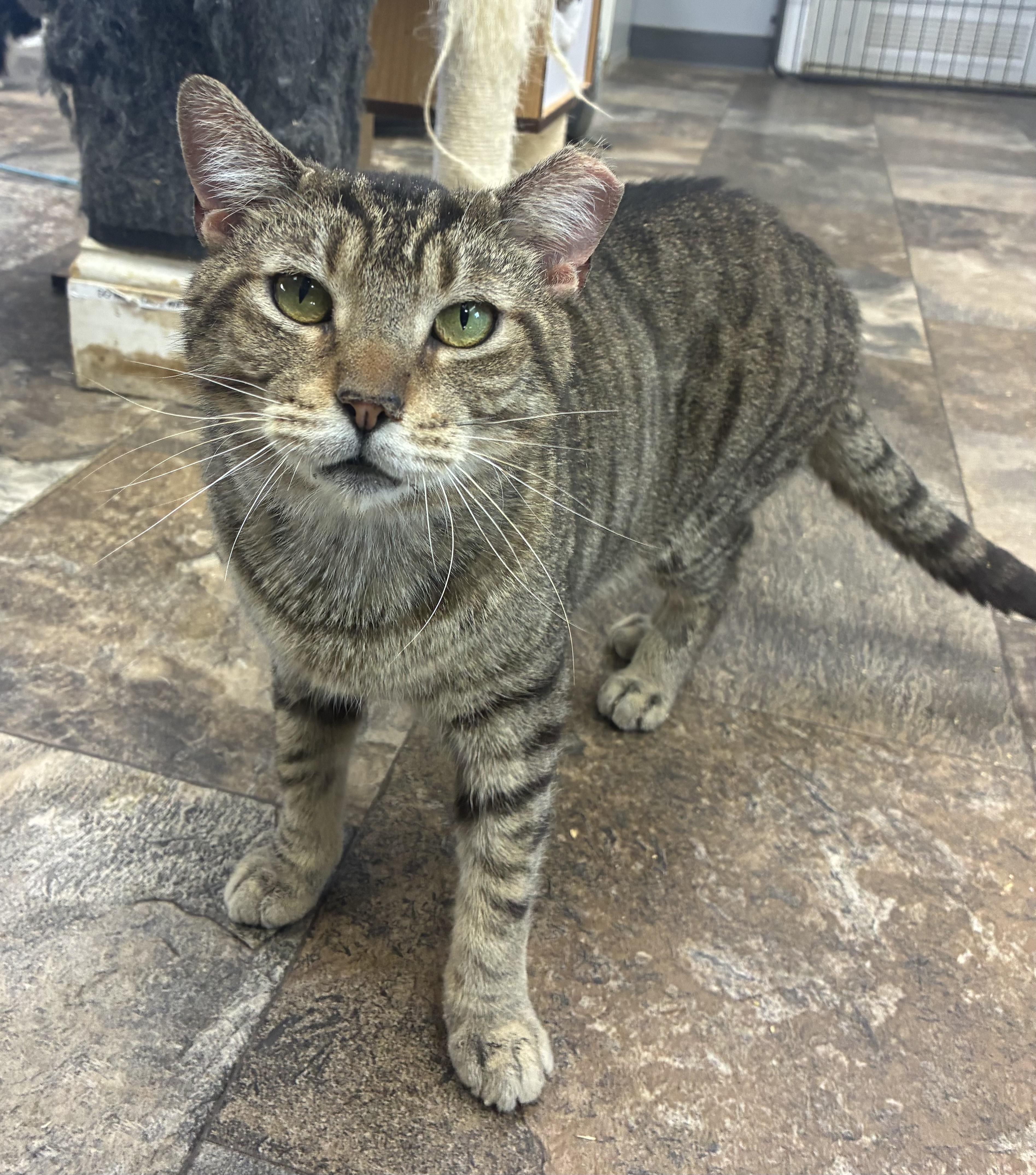 Mickey, a ADOPTABLE Domestic Short Hair in Breinigsville, PA image 1/3
