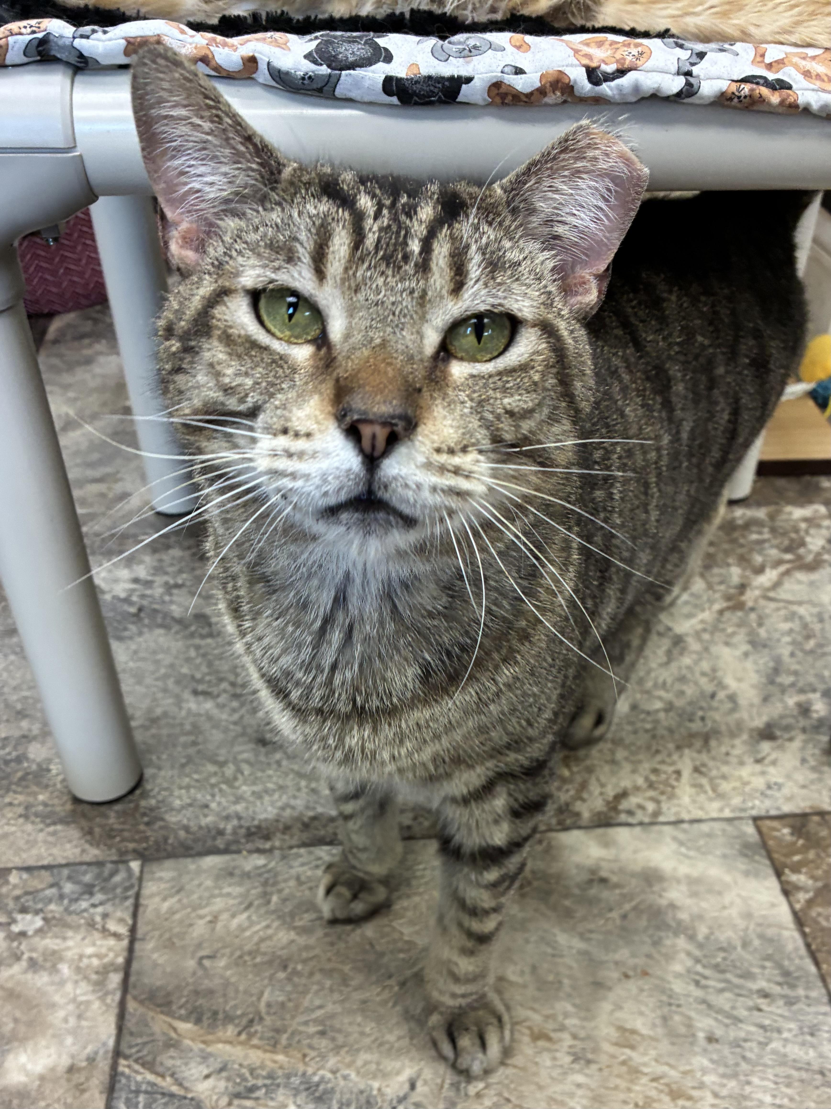 Mickey, a ADOPTABLE Domestic Short Hair in Breinigsville, PA image 3/3