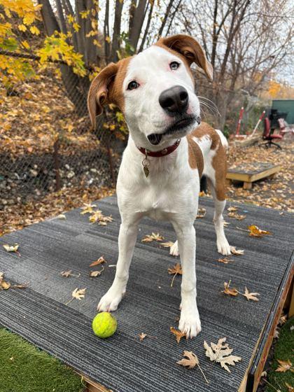 Enlarge Creed, a Adoptable mixed breed in Chicago, IL image 1/2