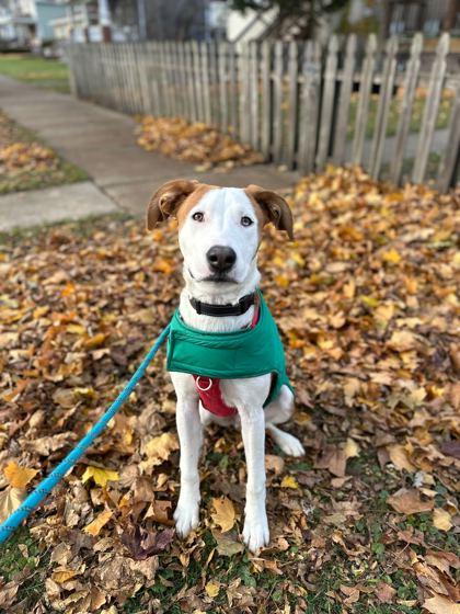 Enlarge Creed, a Adoptable mixed breed in Chicago, IL image 2/2