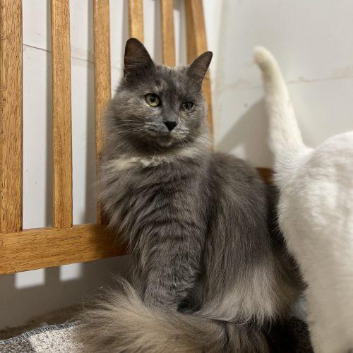 Eve, Adoptable, Young Female Domestic Long Hair.