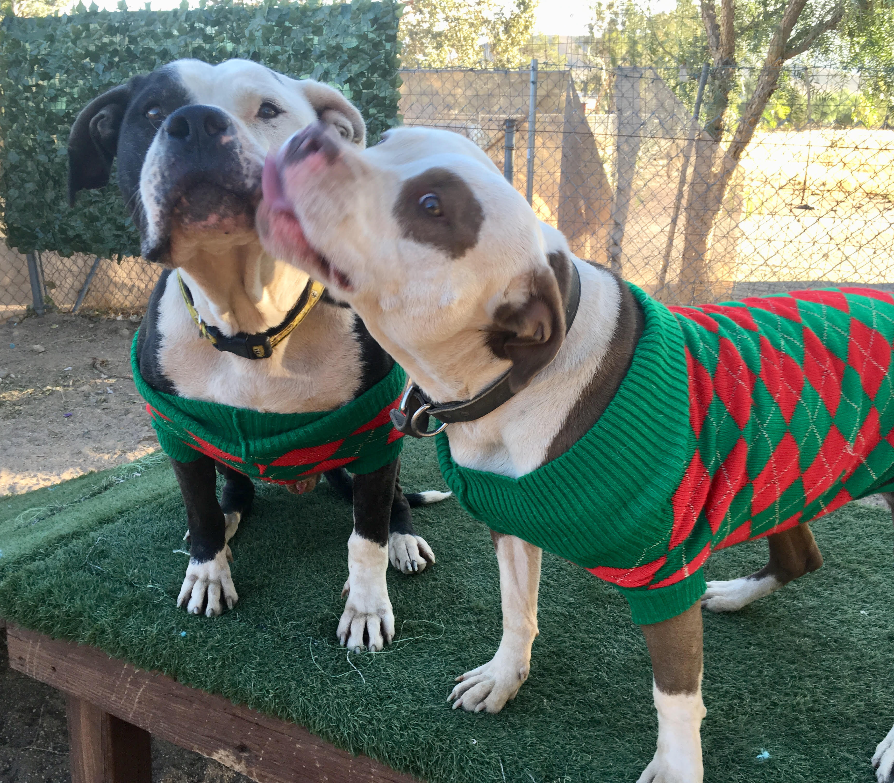 Ray, a Adoptable mixed breed in Acton, CA image 1/4