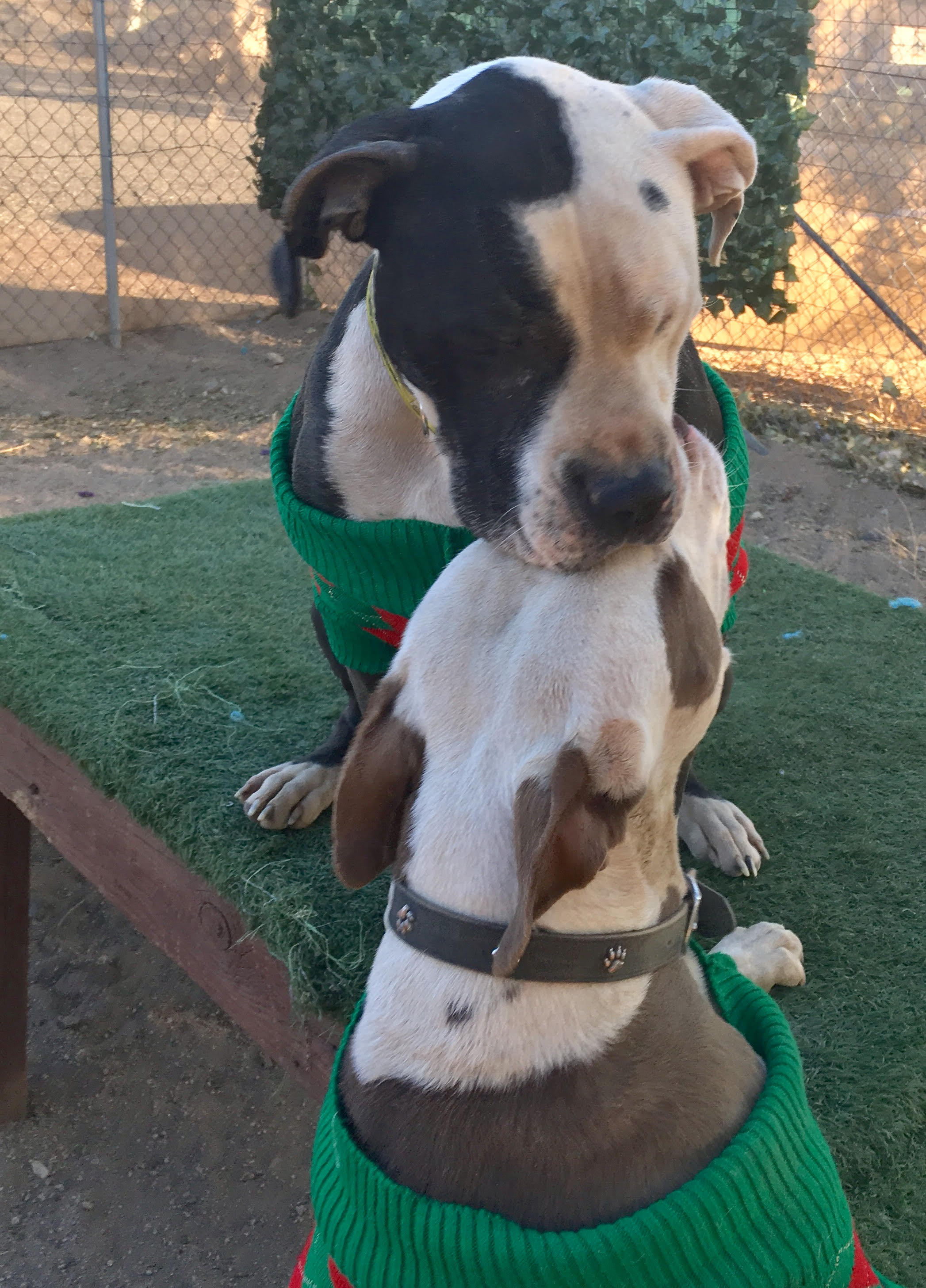 Ray, a Adoptable mixed breed in Acton, CA image 2/4