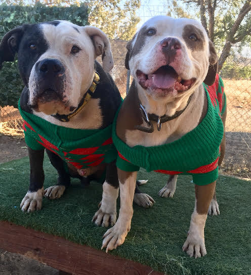 Ray, a Adoptable mixed breed in Acton, CA image 3/4