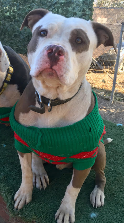 Ray, a Adoptable mixed breed in Acton, CA image 4/4