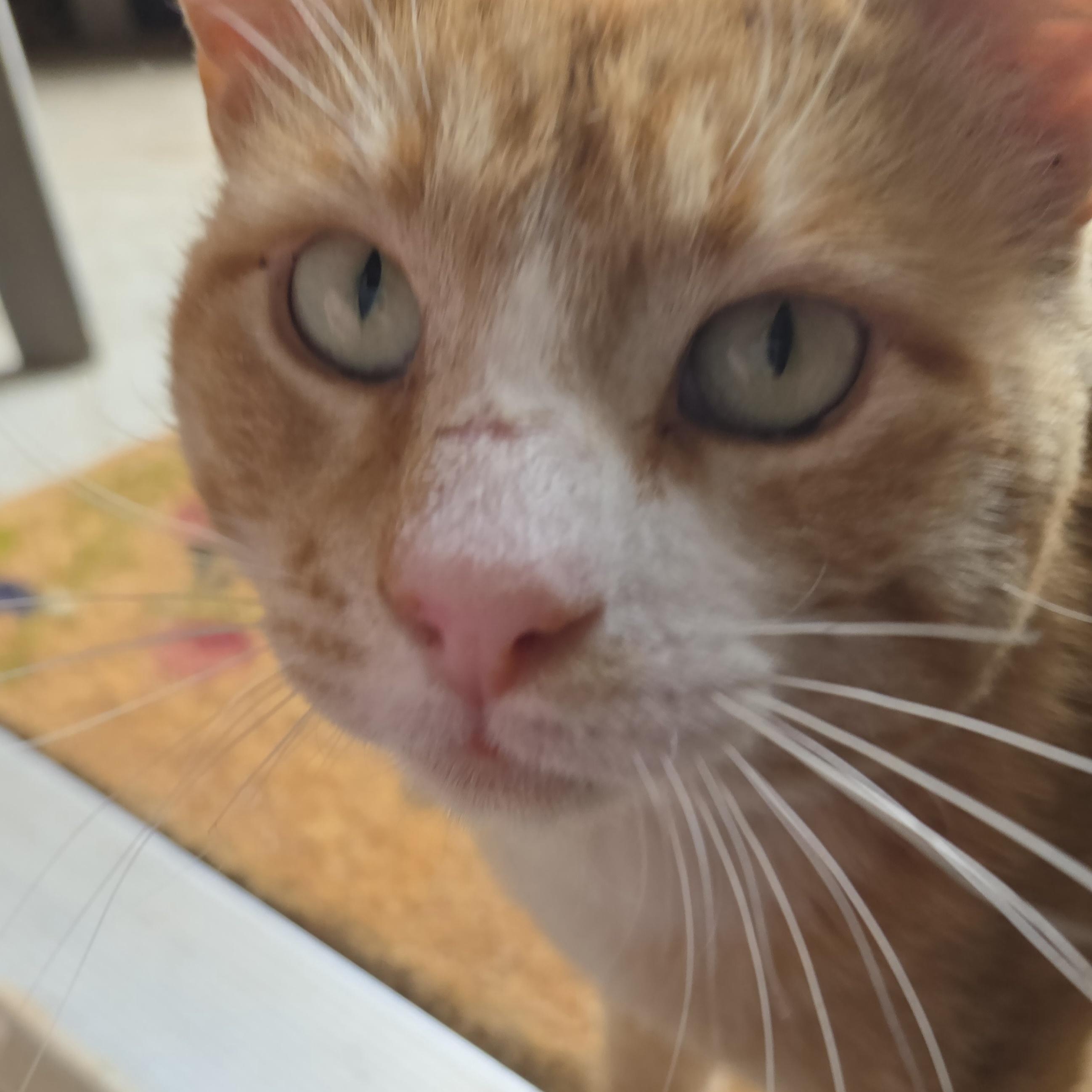 Garfield