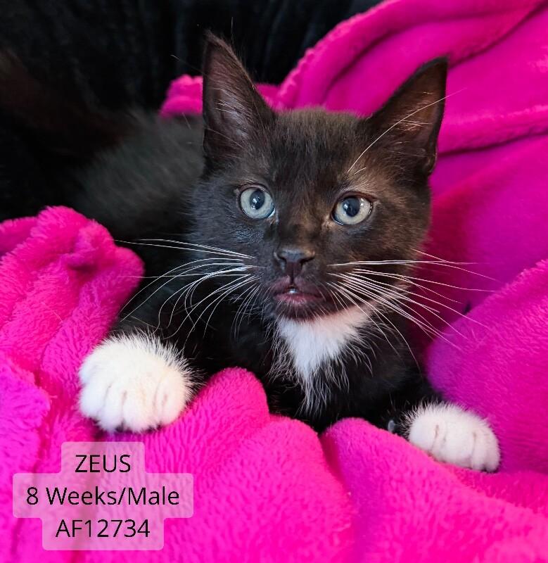 Zeus, Adoptable, Adult Male Domestic Short Hair.