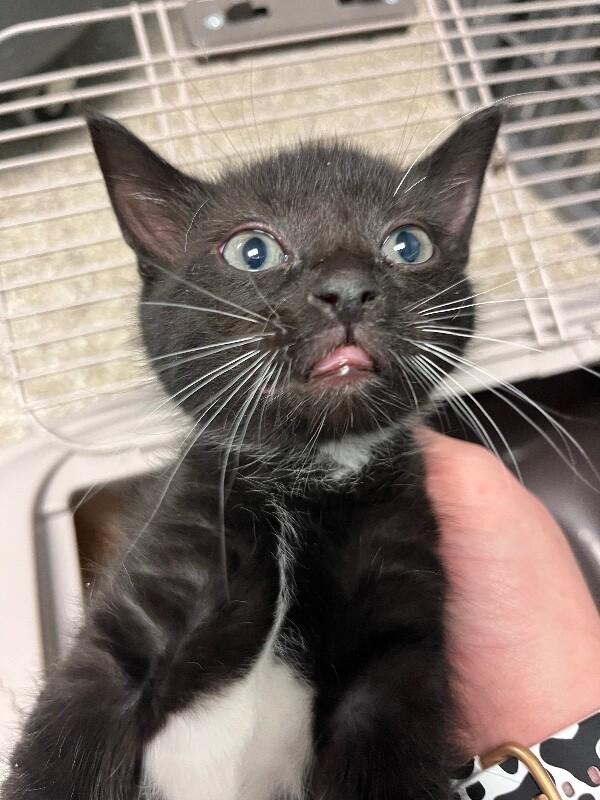 Enlarge Zeus, a Adoptable Domestic Short Hair in Supply, NC image 2/2